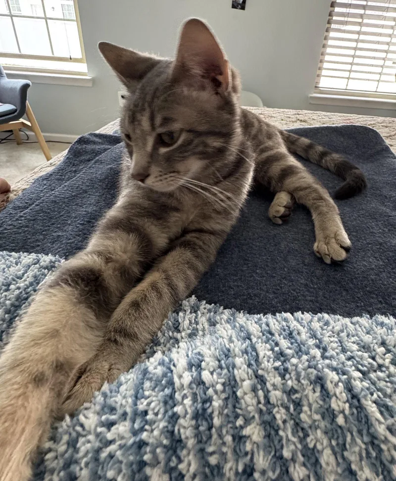 Elvis & Ozzie thumbnail 3