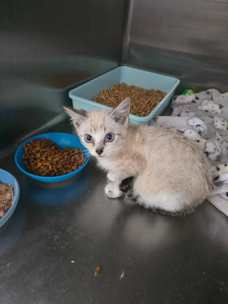 A baby small-sized male Domestic Short Hair cat named Nugget for adoption in Camden, TN