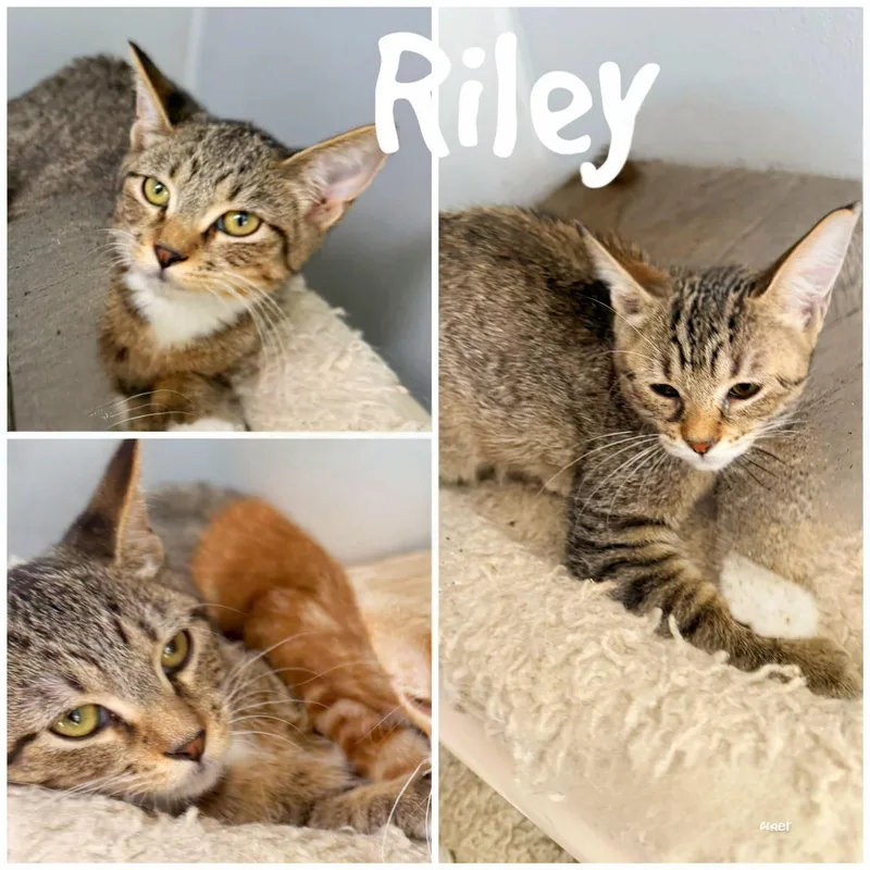 A young medium-sized male Tabby (Gray / Blue / Silver) Domestic Short Hair cat named Riley for adoption in Saint James, MO
