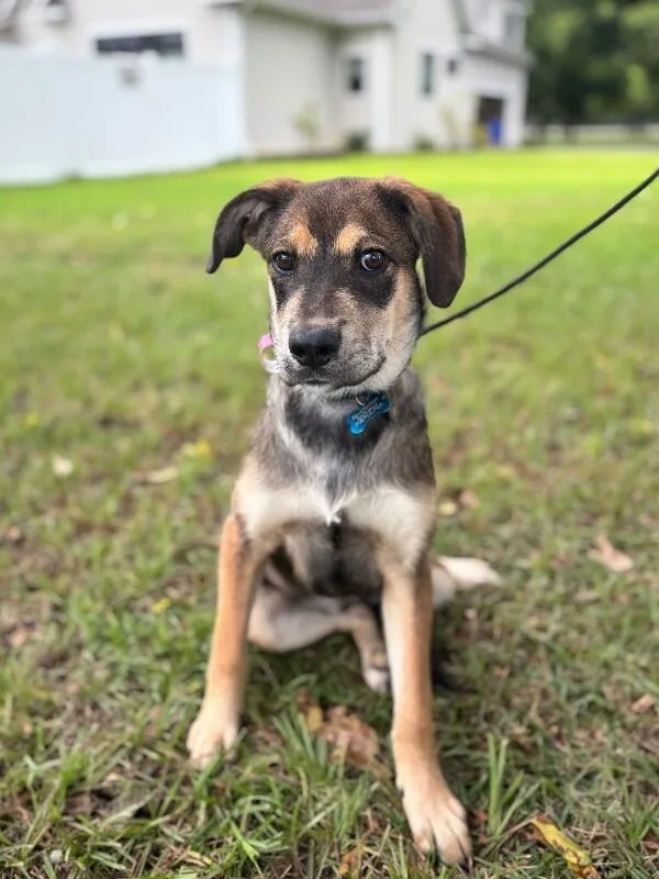 A baby small-sized female Tricolor (Brown, Black, & White) Labrador Retriever dog named Avery for adoption in Aiken, SC