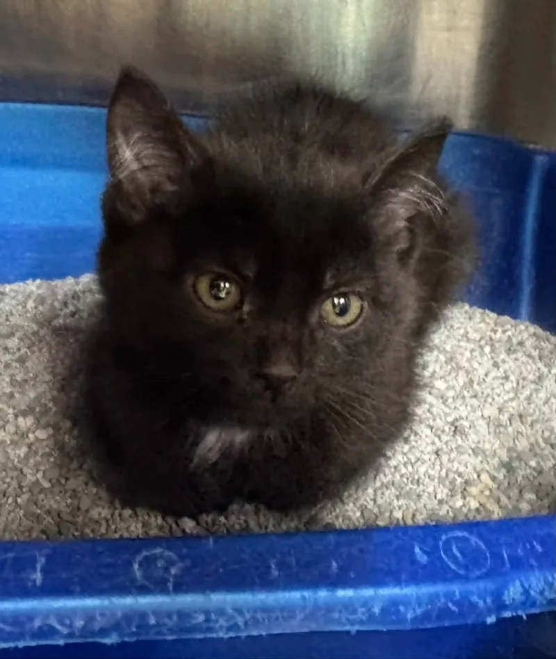A baby medium-sized female Domestic Short Hair cat named Wilma for adoption in Marion, OH