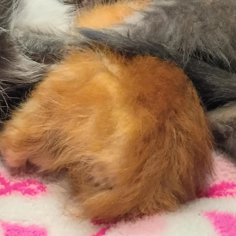 A baby small-sized male Orange / Red Domestic Short Hair cat named Chicken Parmigiana for adoption in Columbus, GA