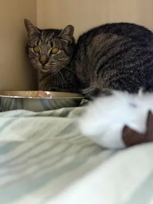An adult medium-sized female Domestic Short Hair cat named Ladybird for adoption in Westland, MI