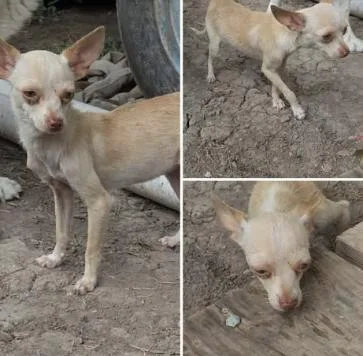 An adult small-sized female Chihuahua dog named Xyla for adoption in Austin, TX