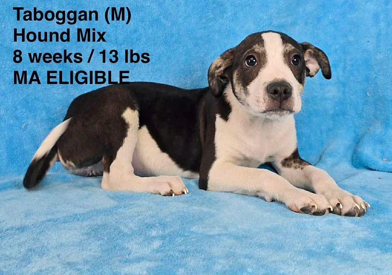 A young large-sized male Hound dog named Toboggan for adoption in Pomfret Center, CT