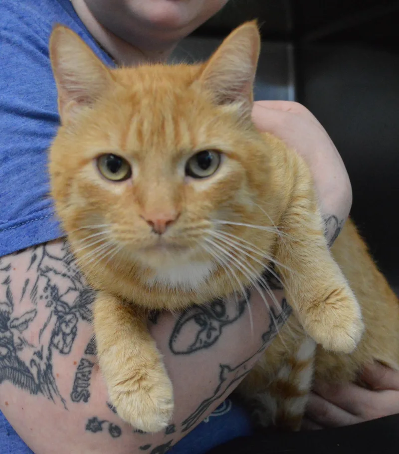 An adult large-sized male Domestic Short Hair cat named Stormtrooper for adoption in House Springs, MO