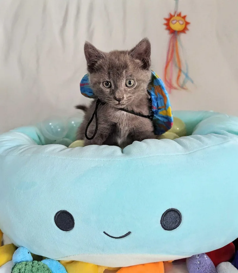 A young small-sized female Gray / Blue / Silver Domestic Short Hair cat named Millicent for adoption in Seven Valleys, PA