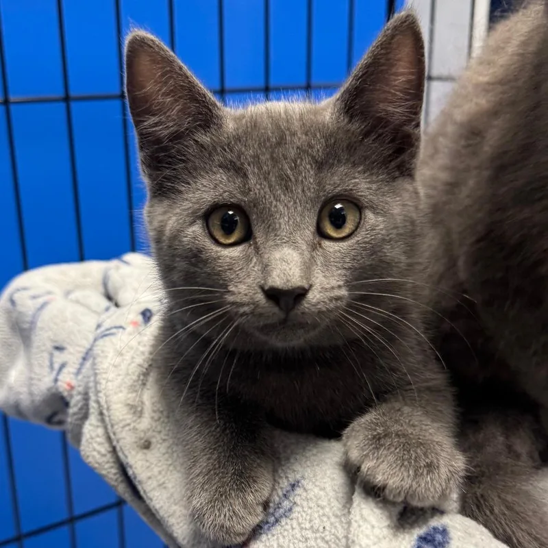 A baby small-sized female Gray / Blue / Silver Domestic Short Hair cat named Silver for adoption in Sunnyvale, CA