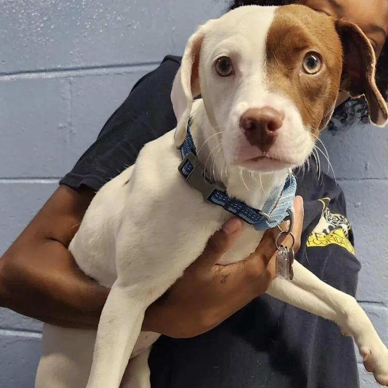 A baby small-sized female White / Cream Feist dog named Stella Joy for adoption in Falls Church, VA