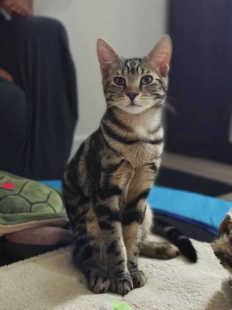 A young small-sized male American Shorthair cat named Henry for adoption in East Orange, NJ