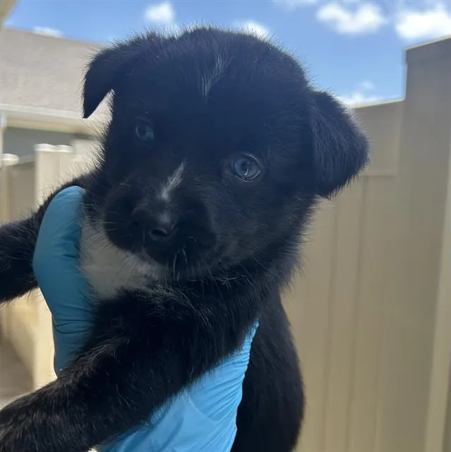 A baby medium-sized male Husky dog named Feta for adoption in San Antonio, TX
