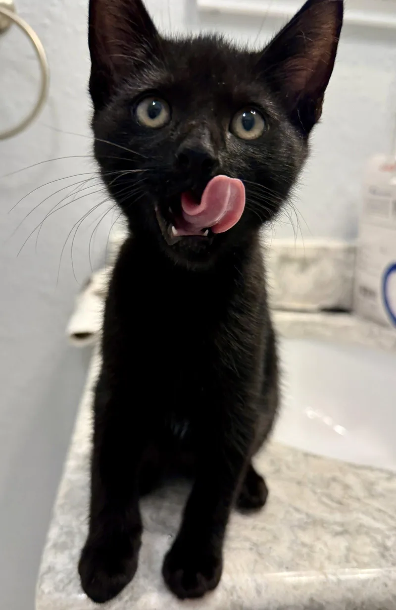 A young medium-sized male Black Domestic Short Hair cat named Audi for adoption in St. Cloud, FL