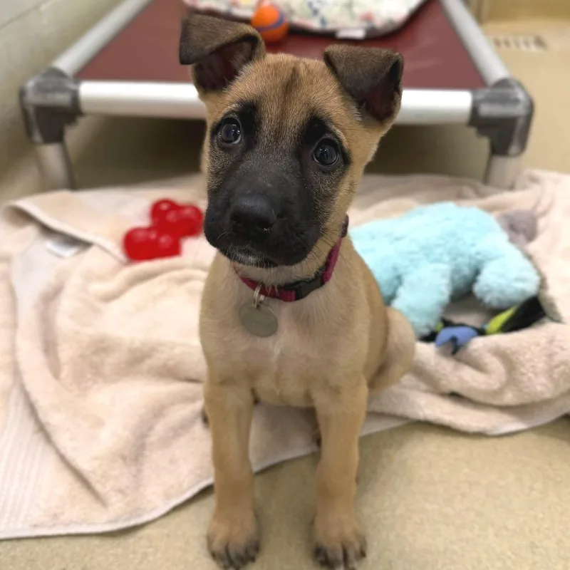 A baby small-sized female Brindle Mixed Breed dog named Magenta for adoption in Marshall, VA