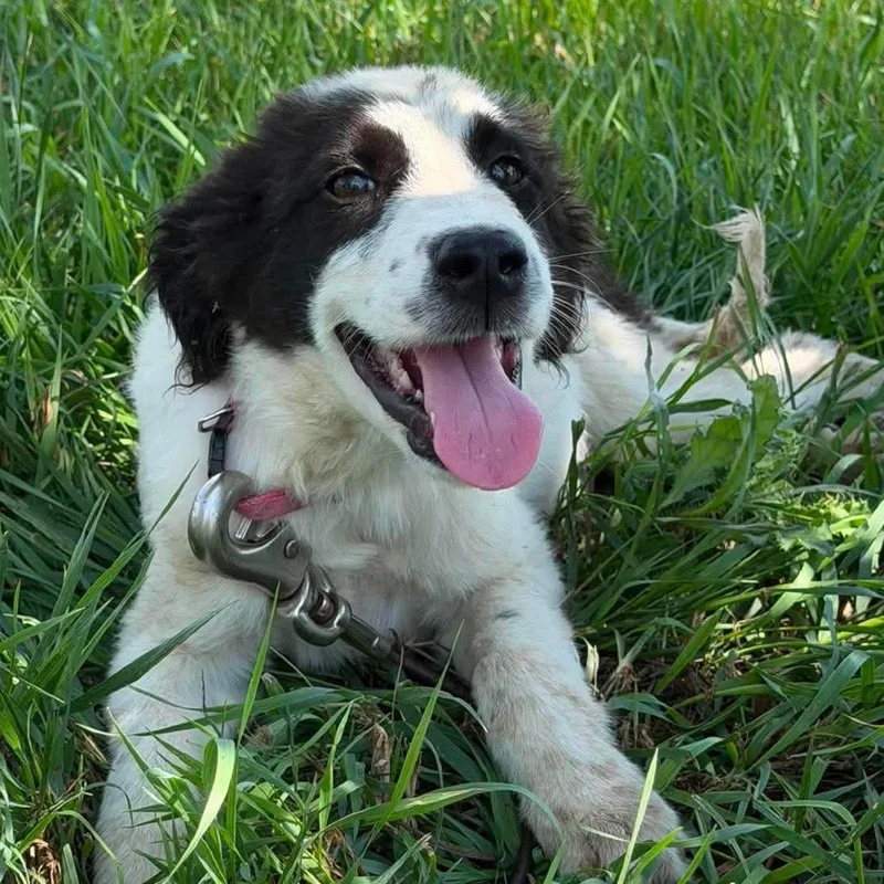 A baby small-sized male Black Mixed Breed dog named Emerson for adoption in Buffalo, MN