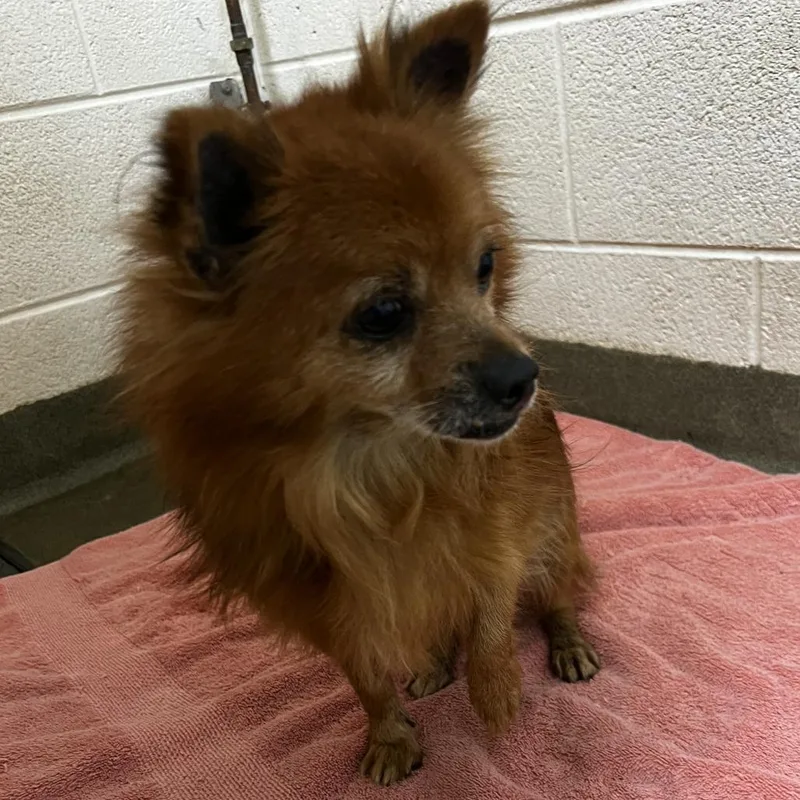 An adult small-sized male Brown / Chocolate Pomeranian dog named 72792 for adoption in Harrisonburg, VA