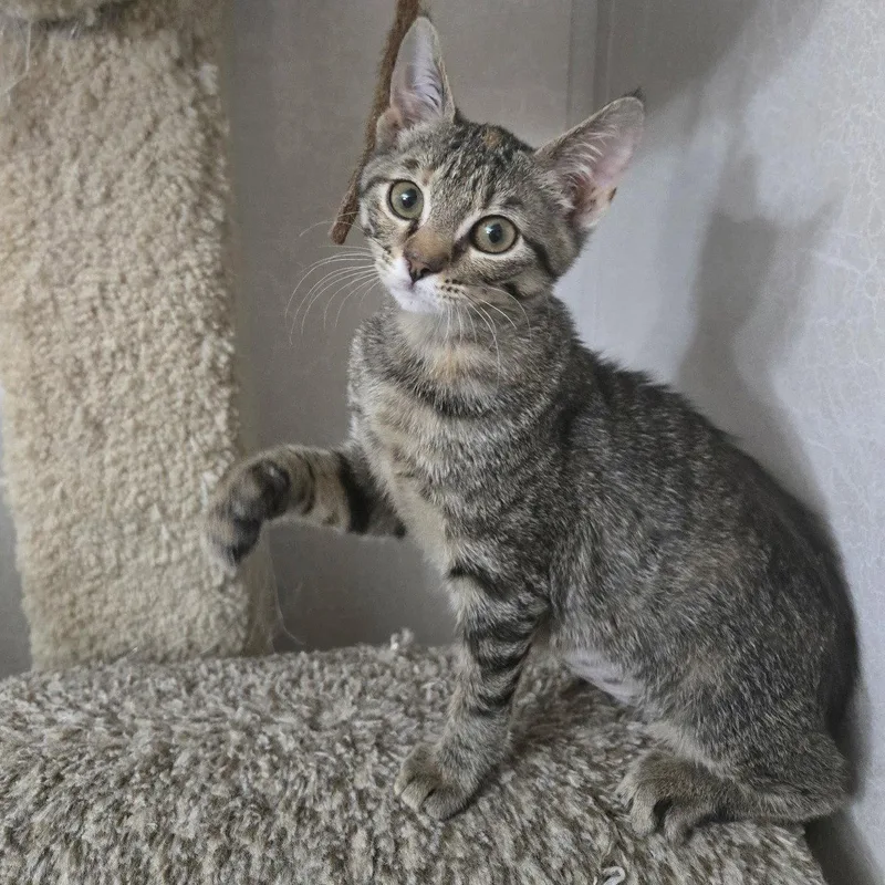 A baby medium-sized female Tabby cat named Gabby for adoption in Garland, TX