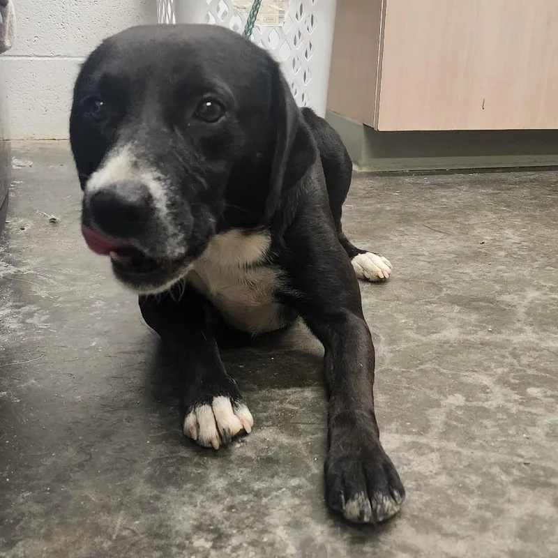 An adult medium-sized male Black Mixed Breed dog named Kermit for adoption in Evensville, TN
