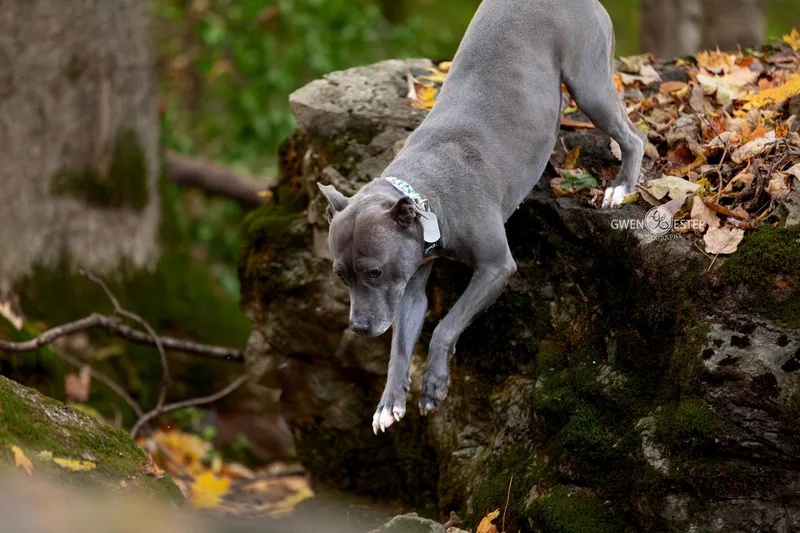 Misty Blue thumbnail 3