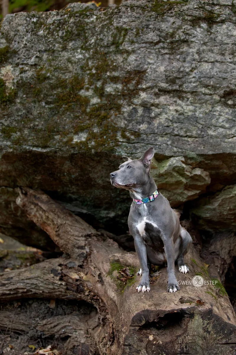 Misty Blue thumbnail 4