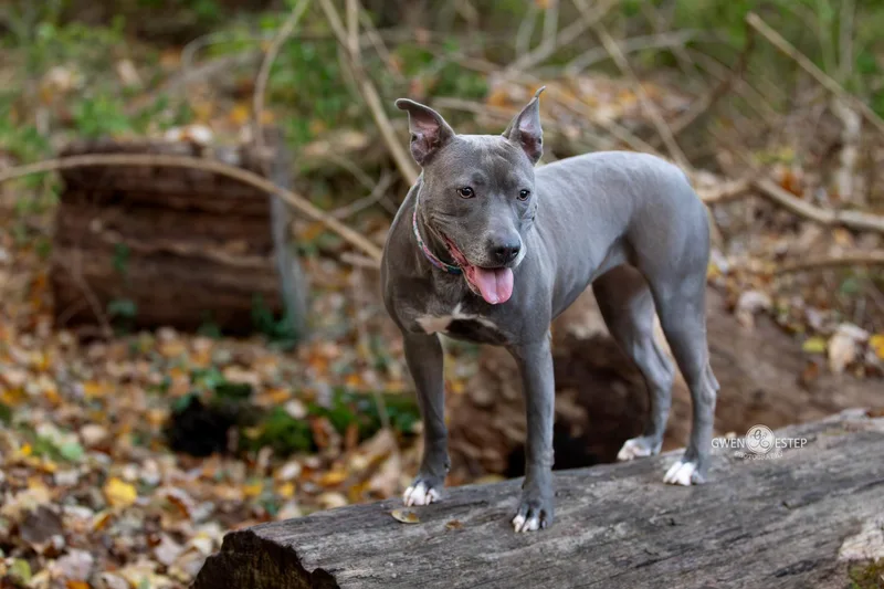 Misty Blue thumbnail 5