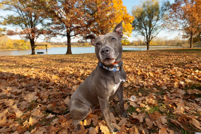 Misty Blue thumbnail 6