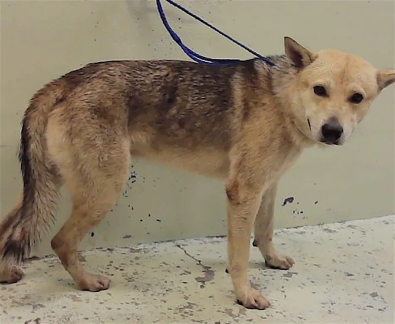 A young medium-sized male German Shepherd Dog dog named Boomhauer for adoption in Houston, TX