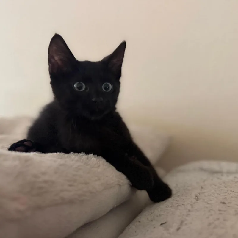 A baby small-sized male Black Domestic Short Hair cat named Toro for adoption in Flower Mound, TX