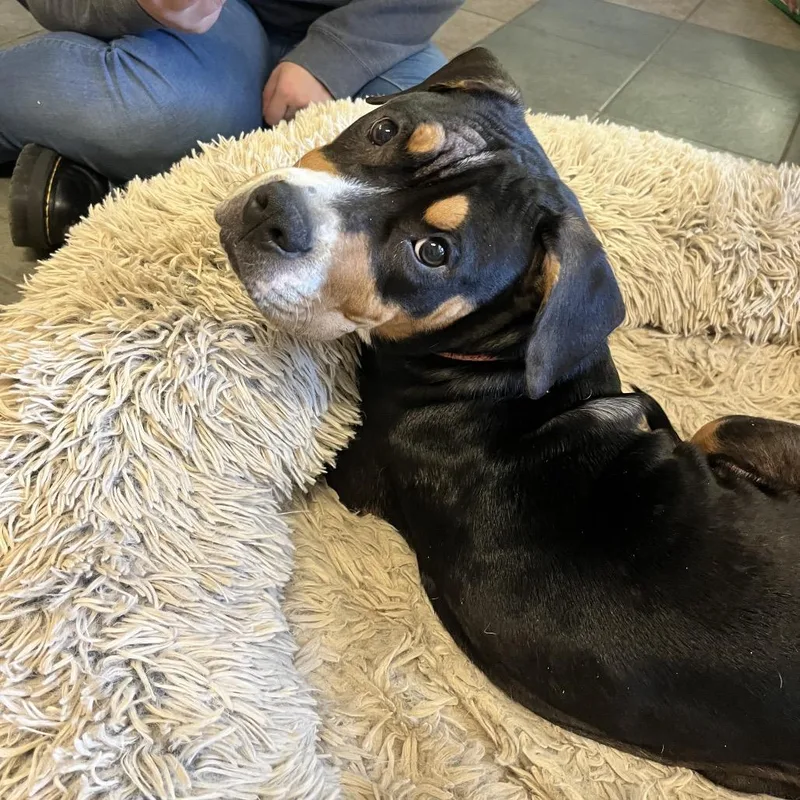 A young medium-sized female Black Mixed Breed dog named Baklava for adoption in Chattanooga, TN