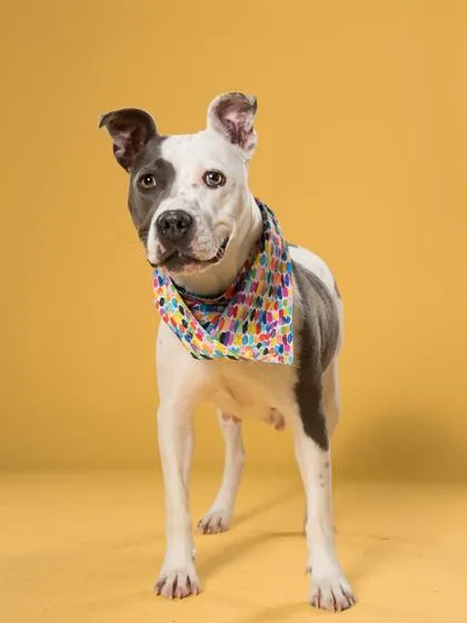 An adult large-sized female Mixed Breed dog named Nanners for adoption in Atlanta, GA