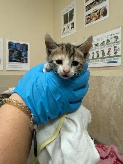 A baby small-sized female Domestic Short Hair cat named Boba for adoption in Honolulu, HI