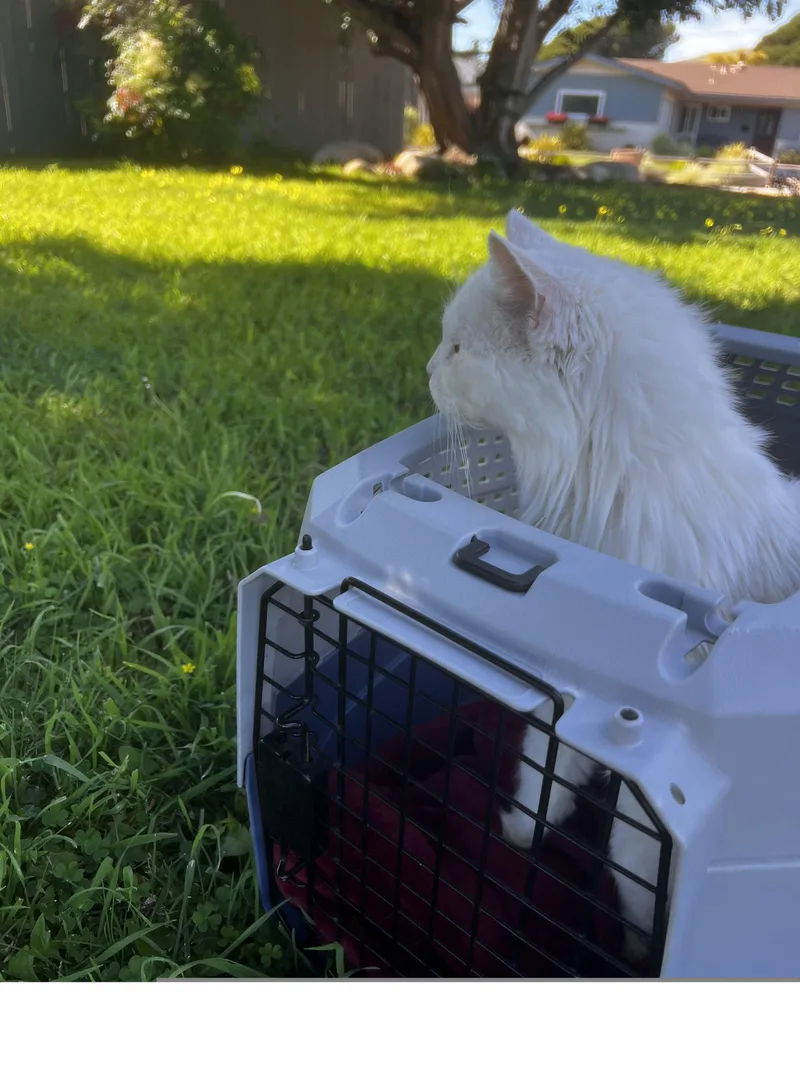 A senior medium-sized female Domestic Long Hair cat named Delilah for adoption in Roseville, CA