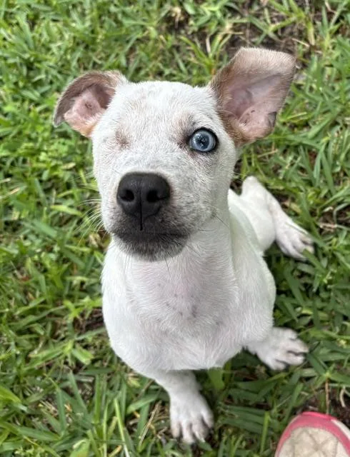 A baby medium-sized male White / Cream Australian Cattle Dog / Blue Heeler dog named Lil Rock for adoption in Watertown, CT
