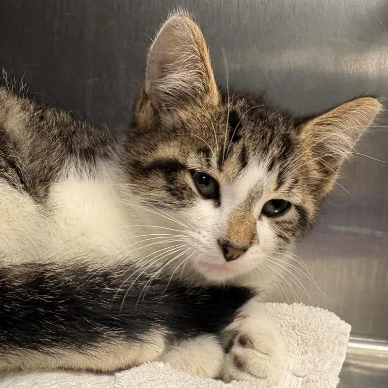 A baby small-sized male White Domestic Short Hair cat named Mork for adoption in East Hanover, NJ
