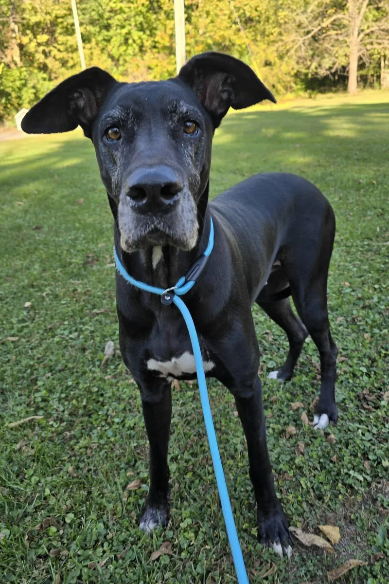 An adult extra large-sized female Great Dane dog named Lilly Rae for adoption in Frankfort, IN