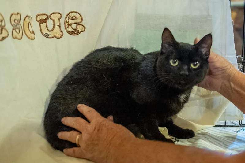 A young small-sized male Domestic Short Hair cat named Marshall for adoption in Cardwell, MT