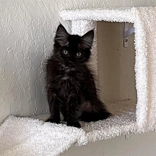 A baby small-sized female Domestic Short Hair cat named Zara for adoption in Sacramento, CA