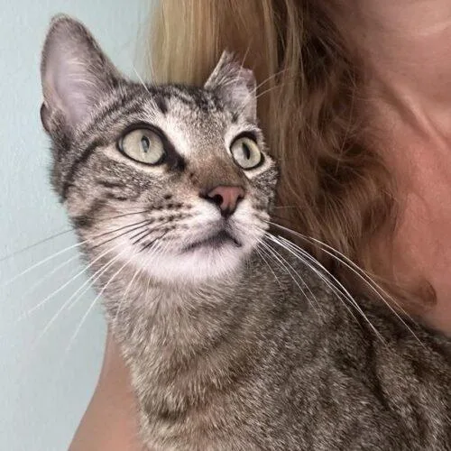 A young medium-sized male Tabby (Gray / Blue / Silver) Domestic Short Hair cat named James st clair for adoption in Tampa, FL