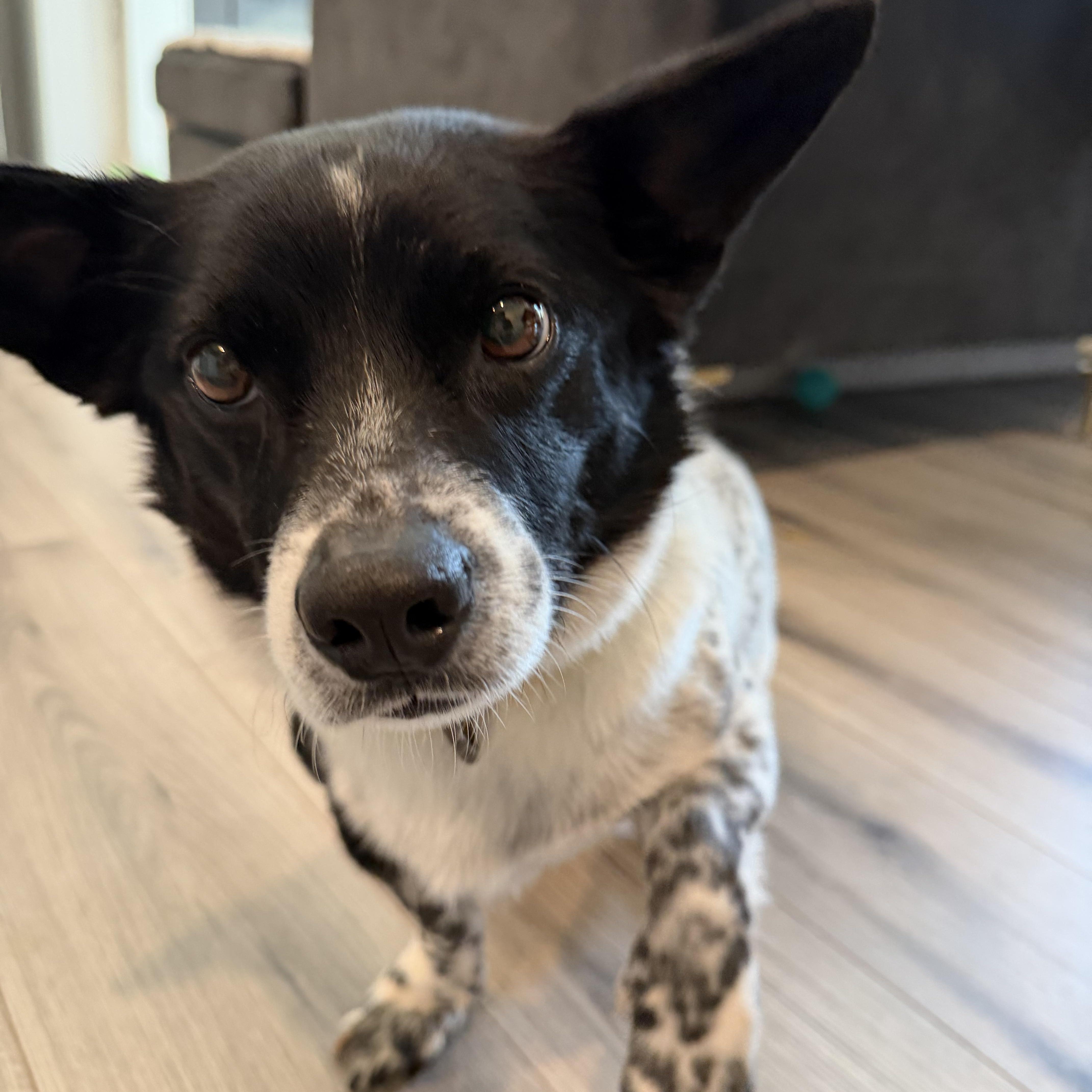 An adult small-sized male Terrier dog named Dabin for adoption in Duluth, GA