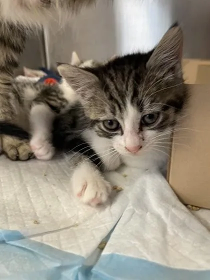 A baby small-sized male Domestic Short Hair cat named Intern for adoption in Roseville, CA