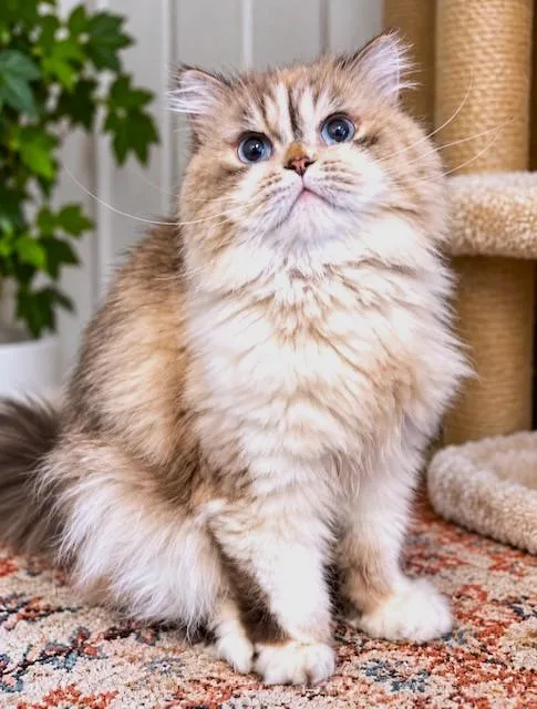An adult medium-sized male Buff & White Persian cat named Persius Persian Victorian for adoption in Danbury, CT