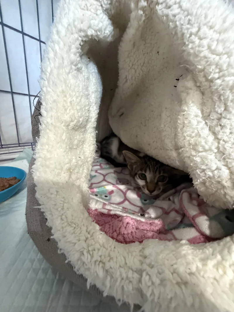 A baby small-sized female Domestic Short Hair cat named Dovey for adoption in Spring Hill, FL