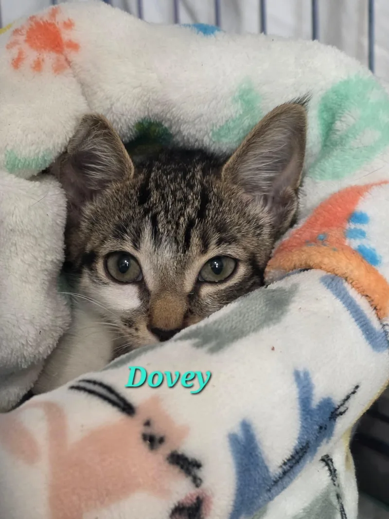 Dovey thumbnail 3