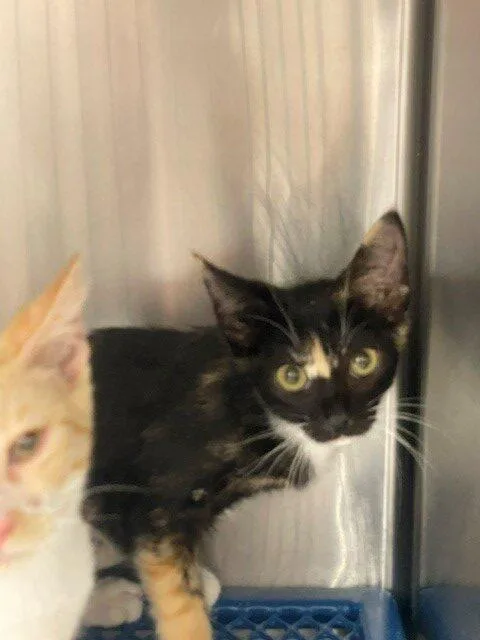 A baby small-sized female Calico Domestic Short Hair cat named Ragdoll for adoption in Jackson, LA