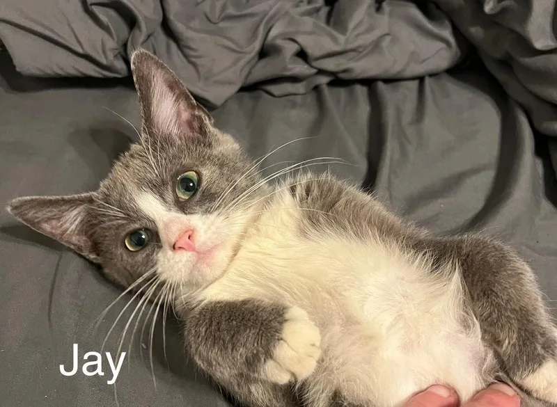 A baby small-sized male Domestic Short Hair cat named Jay for adoption in Plumerville, AR