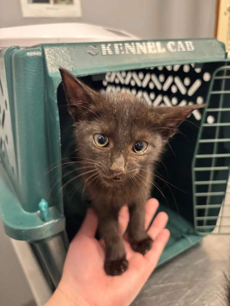 A baby medium-sized male Domestic Short Hair cat named Whimsy for adoption in Bloomington, IN