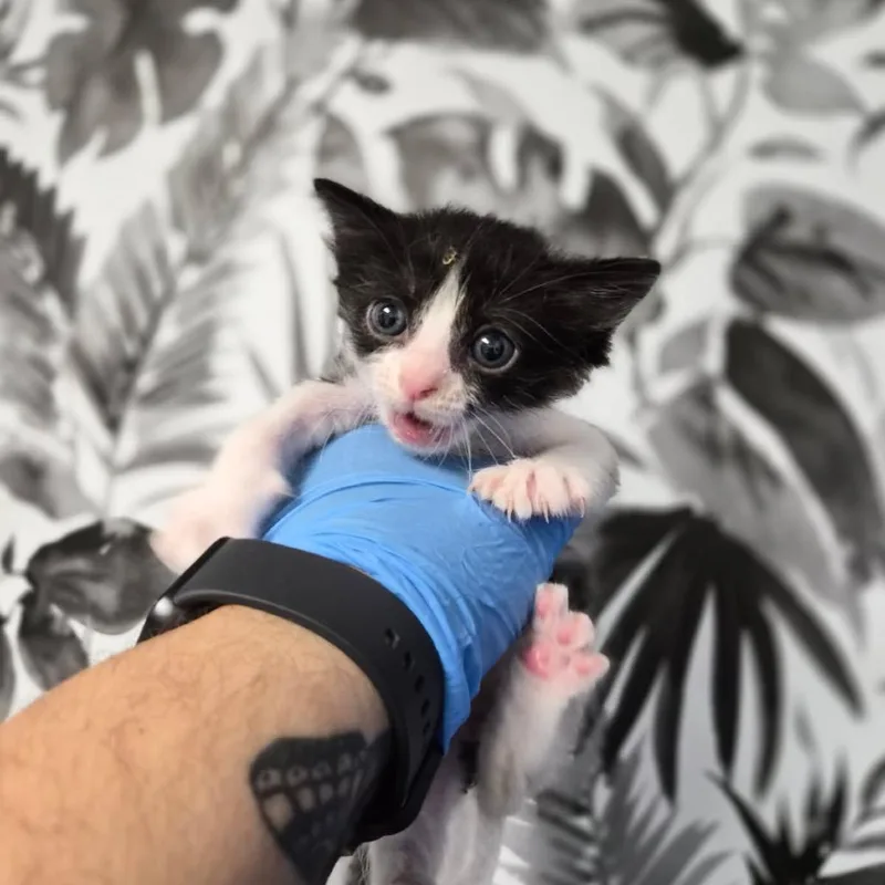 A baby small-sized female Black Domestic Short Hair cat named Joy for adoption in Wahiawa, HI