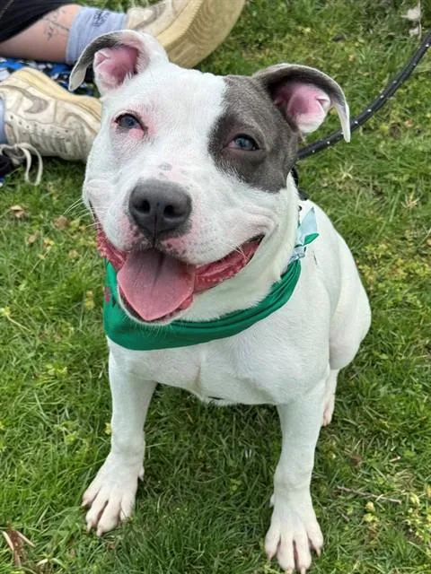 A young medium-sized female Terrier dog named Lady for adoption in Olivette, MO
