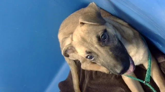 A baby large-sized male Mixed Breed dog named Fish for adoption in Dallas, TX