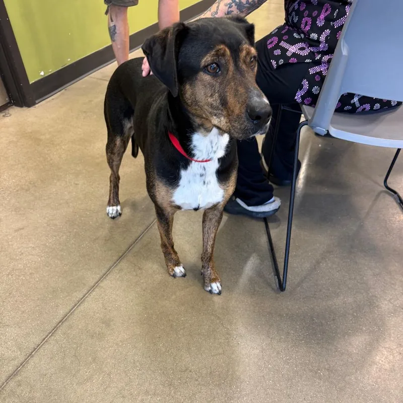 An adult large-sized female Black Hound dog named YORKStray for adoption in York, PA