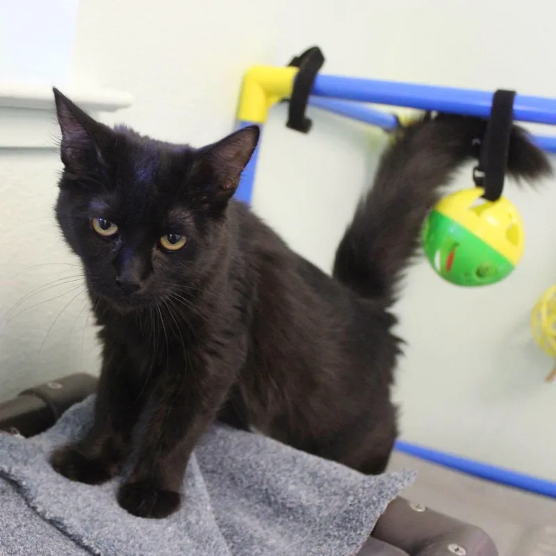 A young medium-sized female Black Domestic Short Hair cat named Morticia for adoption in Weaverville, CA
